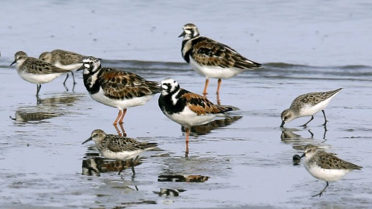 Migrating shorebirds at Kimbles Beach, N.J. Researchers estimate that the population of North American shorebirds alone has fallen by more than a third since 1970. (Jacqueline Larma/AP Photo)