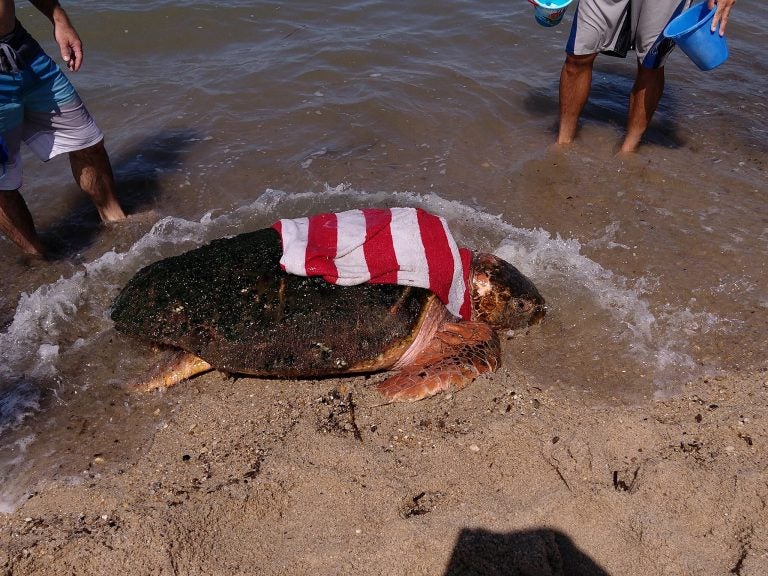 An injured loggerhead sea turtle was washed ashore as a result of Hurricane Dorian. She's receiving rehabilitation at the National Aquarium in Baltimore. (Courtesy of MERR Institute)