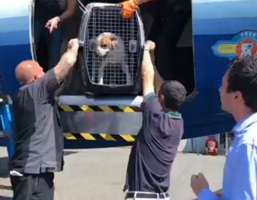 A dog is unloaded from a plane carrying 191 pets being evacuated from South Carolina to escape Hurricane Dorian. (Courtesy BVSPCA)