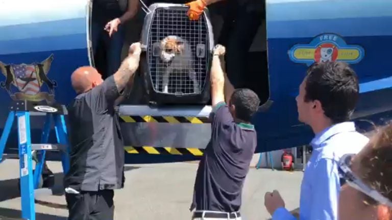 A dog is unloaded from a plane carrying 191 pets being evacuated from South Carolina to escape Hurricane Dorian. (Courtesy BVSPCA)