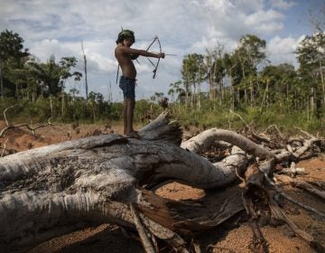 In this Sept. 2, 2019 photo, seven-year-old Emilia Tembe pulls back on her hand-crafted toy bow and arrow made of sticks and leaves as she stands on a fallen tree, in the Ka 'a kyr village, Para state, Brazil. “This part used to be a native forest. This was primary jungle. But the fire arrived and it cleared the land,” said Emidio Tembe, Emilia’s grandfather and the Ka’ a kyr chieftain who named the village. (Rodrigo Abd/AP Photo)