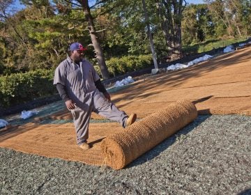 A worker lays out coir matting, which is made of coconutfiber that will break down in 2-3 years, but protect hydro seed from water erosion. (Kimberly Paynter/WHYY)