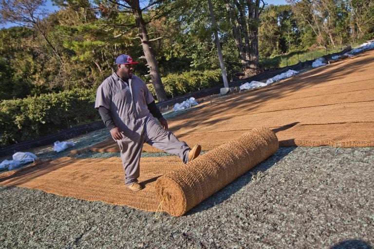 A worker lays out coir matting, which is made of coconutfiber that will break down in 2-3 years, but protect hydro seed from water erosion. (Kimberly Paynter/WHYY)