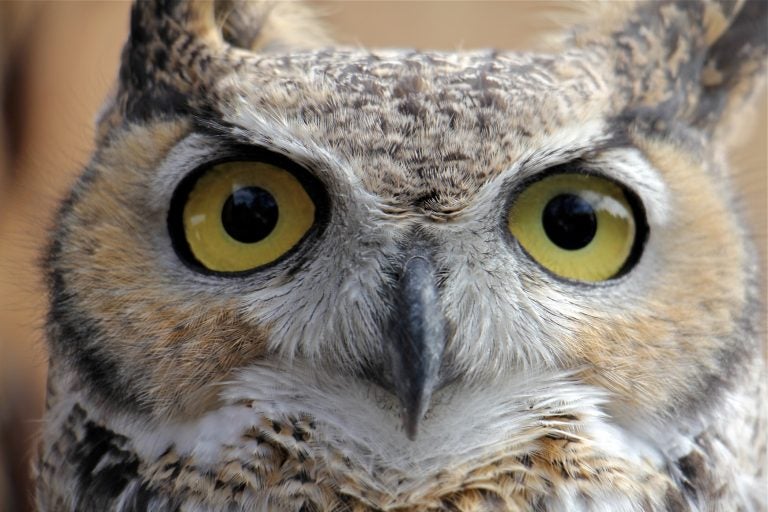 Birds in the Delaware River watershed, like this great horned owl, are losing ground because of climate change impacts on habitat and food supply. (Emma Lee/WHYY)