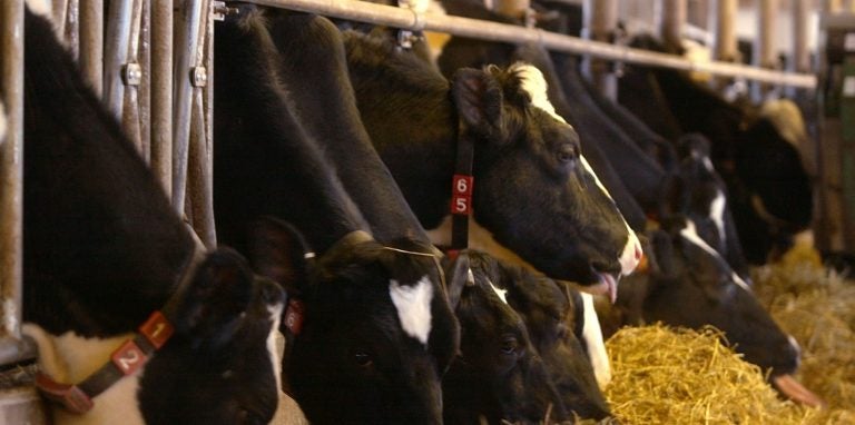 FILE: A herd of Holstein cows on dairy farm in Pennsylvania. (AP Photo/Bradley C Bowe)