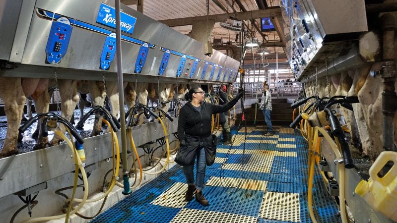 Workers operate an electronic milking machine as cows gather to be milked Sept. 25, 2019, at Ar-Joy Farms in West Fallowfield Township, Pennsylvania. (Matt Smith for Keystone Crossroads)