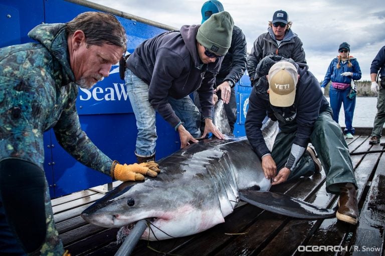 The great white shark Shaw gets tagged off Nova Scotia on Oct. 1. (Courtesy of OCEARCH)