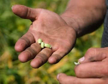 Grain farmer Jesse Poliskiewicz breaks open a pod of soybeans while on his farm Sept. 20, 2019, in Upper Mount Bethel Township, Pennsylvania. (Matt Smith for Keystone Crossroads)