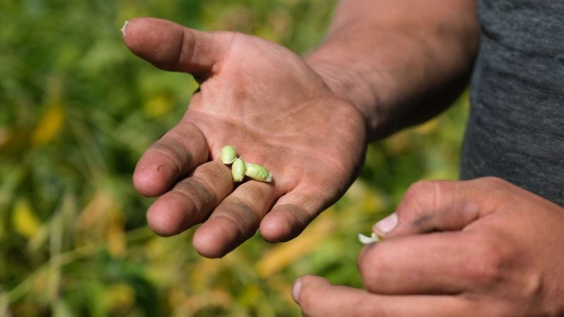 Grain farmer Jesse Poliskiewicz breaks open a pod of soybeans while on his farm Sept. 20, 2019, in Upper Mount Bethel Township, Pennsylvania. (Matt Smith for Keystone Crossroads)