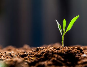 Growing Young Green Corn Seedling Sprouts in Cultivated Agricultural Farm Field