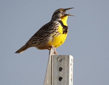 A western meadowlark in the Rocky Mountain Arsenal National Wildlife Refuge in Commerce City, Colo. According to a study released on Thursday, Sept. 19, 2019, North America’s skies are lonelier and quieter as nearly 3 billion fewer wild birds soar in the air than in 1970. (AP Photo/David Zalubowski, File)