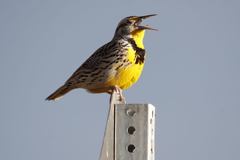 A western meadowlark in the Rocky Mountain Arsenal National Wildlife Refuge in Commerce City, Colo. According to a study released on Thursday, Sept. 19, 2019, North America’s skies are lonelier and quieter as nearly 3 billion fewer wild birds soar in the air than in 1970. (AP Photo/David Zalubowski, File)