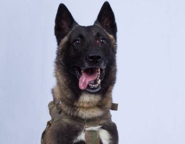 President Trump on Monday released a photograph of the dog used in the weekend raid in Syria that resulted in the death of Abu Bakr al-Baghdadi, the founder and leader of the Islamic State. The dog was injured in the operation but is making a full recovery, defense officials say. (President Trump's Twitter account)