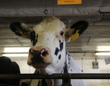 Unlike most dairy cows in America, which are descended from just two bulls, this cow at Pennsylvania State University has a different ancestor: She is the daughter of a bull that lived decades ago, called University of Minnesota Cuthbert. The bull's frozen semen was preserved by the U.S. Agriculture Department. (Dan Charles/NPR)