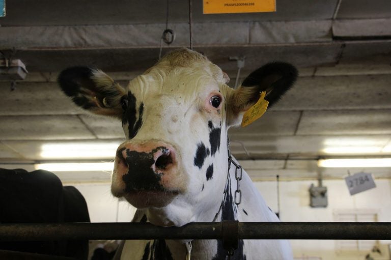 Unlike most dairy cows in America, which are descended from just two bulls, this cow at Pennsylvania State University has a different ancestor: She is the daughter of a bull that lived decades ago, called University of Minnesota Cuthbert. The bull's frozen semen was preserved by the U.S. Agriculture Department. (Dan Charles/NPR)