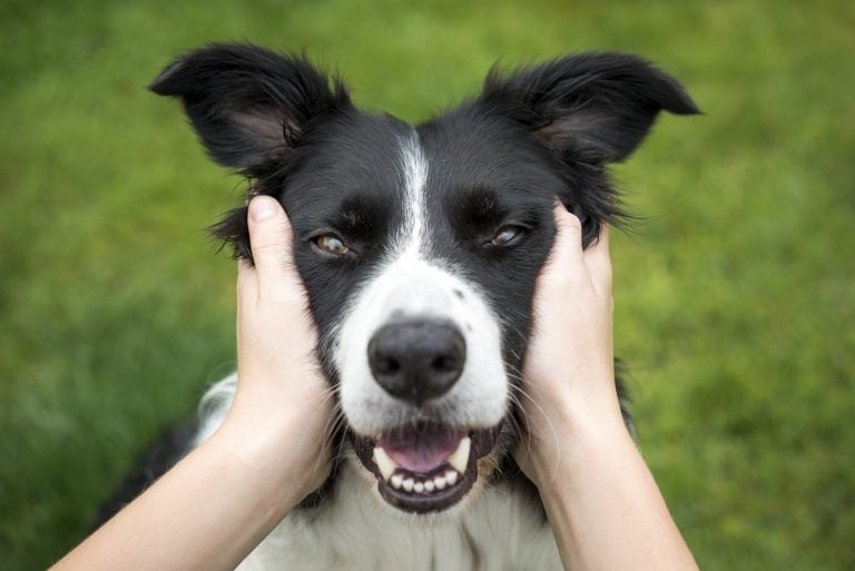 If you get to look at dogs and hug them every day, you just might live longer than people who don't have to clean animal hair off their clothes, according to a pair of studies out this month.
(R A Kearton/Getty Images)