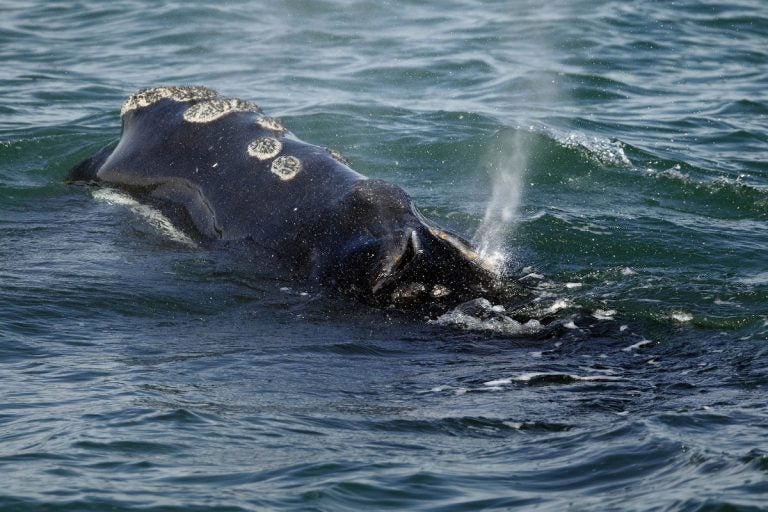 A North Atlantic right whale feeds on the surface of Cape Cod bay off the coast of Plymouth, Mass. Six of the endangered right whales died in the Gulf of St. Lawrence in June 2019, prompting scientists and conservationists to call for a swift response to protect the endangered species. (AP Photo/Michael Dwyer, File)