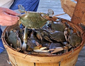 A basket of crabs caught on the Delaware bayshore. (Emma Lee/WHYY)
