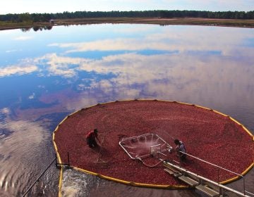 Workers bring in the harvest at Pine Island Cranberry farm in Chatsworth, New Jersey. (Emma Lee/WHYY)