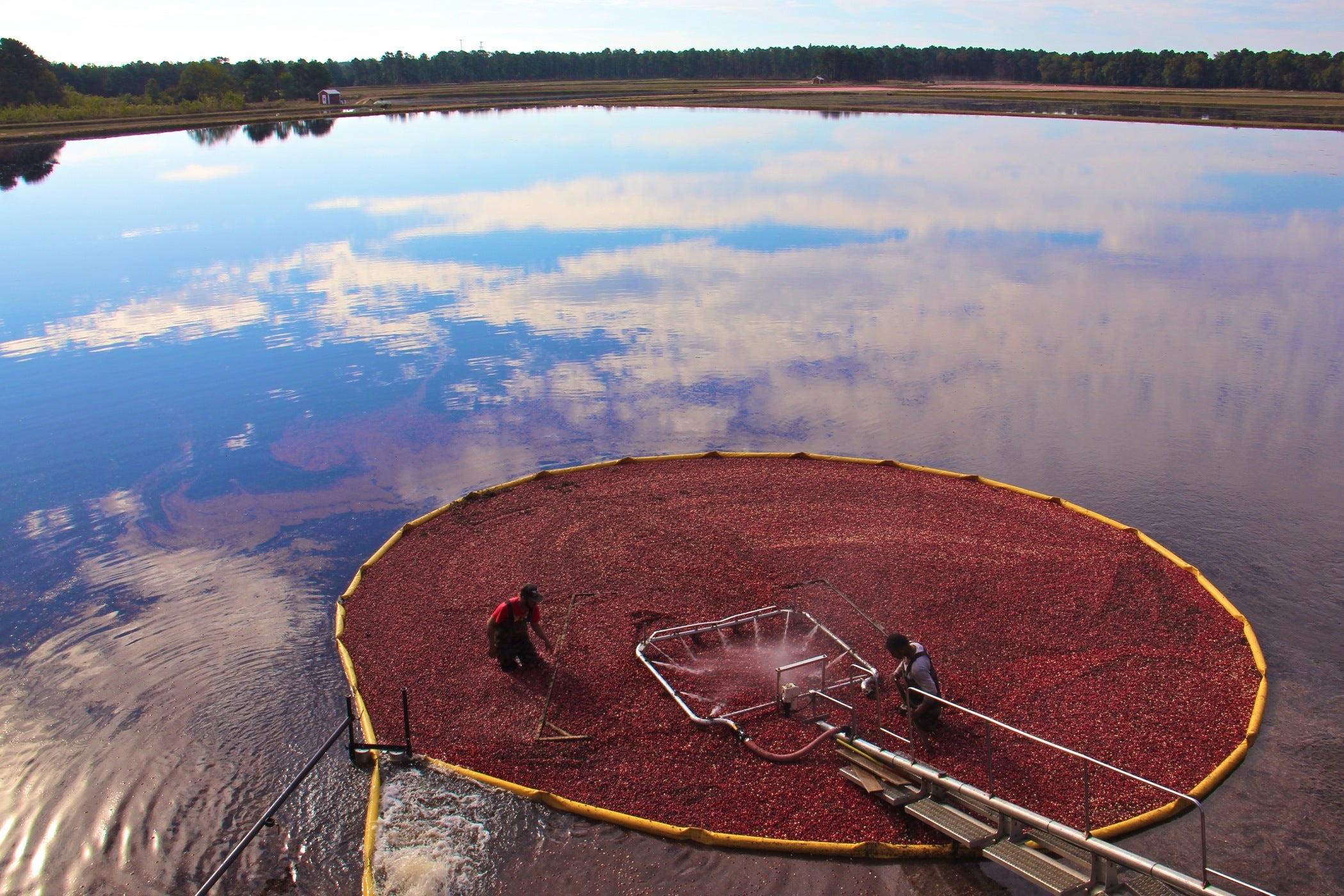 Love N.J. cranberries? Thank the resilience of the Pinelands WHYY