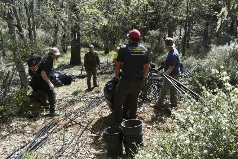 In this May 7, 2019, photo released by Cannabis Removal on Public Lands (CROP) Project, a group including U.S. Forest Service rangers, scientists and conservationists work to reclaim a so-called trespass grow site where nearly 9,000 cannabis plants were illegally cultivated. (Jackee Riccio/CROP via AP Photo)