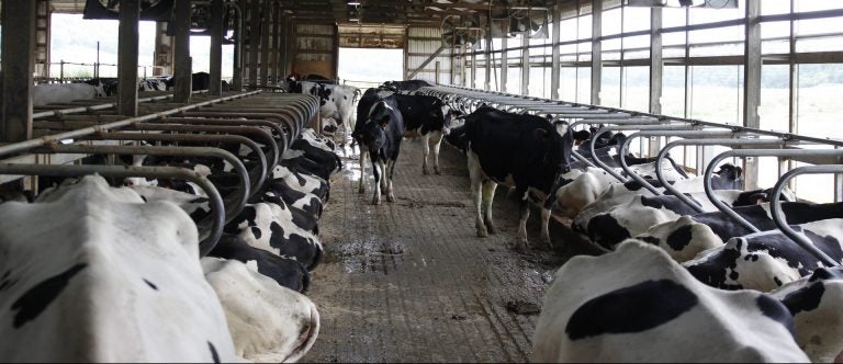 Low milk prices have made the past few years tough for Pennsylvania’s dairy farmers. (Carrie Antlfinger/AP Photo)