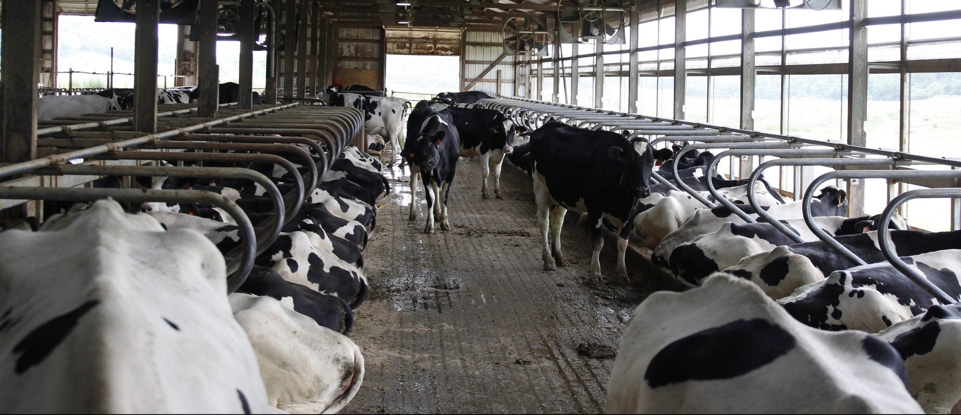 Series of webinars aims to give Pa. dairy producers more tools for ...