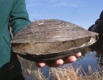 This Nov. 21, 2019 photo shows a dead Chinese pond mussel that was found in a network of ponds in Franklin Township, N.J. Federal wildlife officials and a New Jersey conservation group believe they have successfully wiped out the first known infestation of the Chinese mussels in North America. The mussels have taken over waterways in dozens of European and Asian countries by crowding out native species. (Wayne Parry/AP Photo)