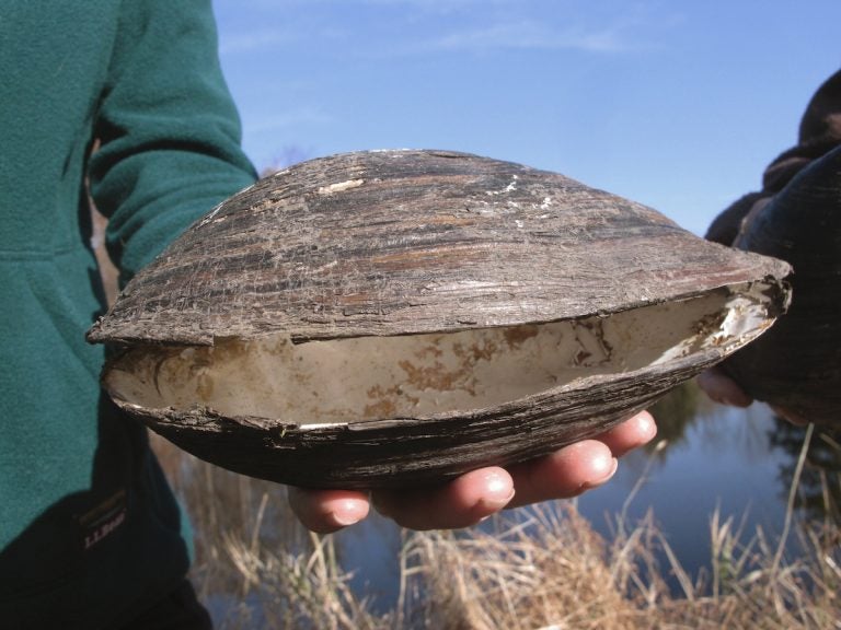 This Nov. 21, 2019 photo shows a dead Chinese pond mussel that was found in a network of ponds in Franklin Township, N.J. Federal wildlife officials and a New Jersey conservation group believe they have successfully wiped out the first known infestation of the Chinese mussels in North America. The mussels have taken over waterways in dozens of European and Asian countries by crowding out native species. (Wayne Parry/AP Photo)
