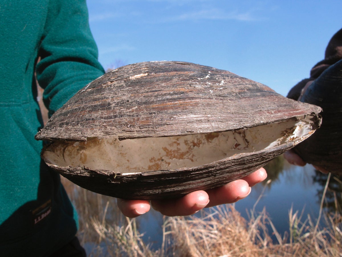 PDF) The Mussel Watch approach and its applicability to global chemical  contamination monitoring programs