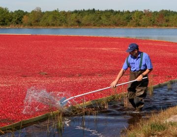 They're a Thanksgiving favorite, but cranberries come at an environmental cost. Third-generation cranberry grower Bill Cutts (pictured here) says his farm uses far fewer insecticides today, compared with 30 years ago. (Image courtesy of Dave Smith)