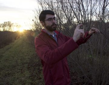 David Hlubik, 23, inspects the branch of a hazelnut tree, one of thousands at a Rutgers University research center in Cream Ridge, N.J. (Grant Hill for WHYY)