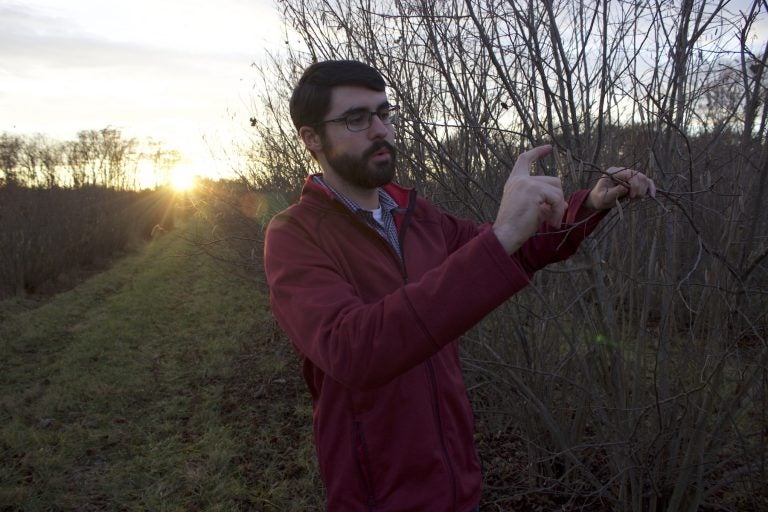 David Hlubik, 23, inspects the branch of a hazelnut tree, one of thousands at a Rutgers University research center in Cream Ridge, N.J. (Grant Hill for WHYY)