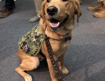 Service dogs can be trained to provide very different types of support to their human companions, as medical students learn from interacting with 