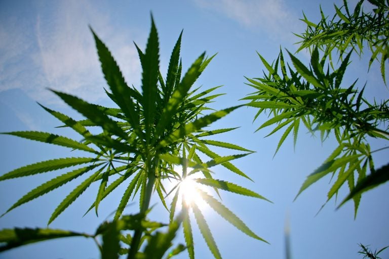 Hemp plants grow in a field near Bethlehem, Pennsylvania. (Emma Lee/WHYY)