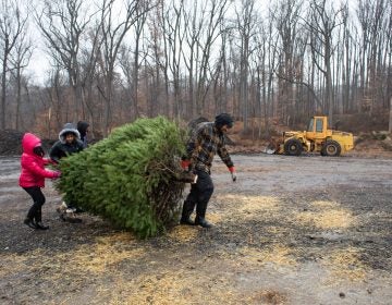 The Lynard family carries their Christmas tree at Linvilla Orchards in Media, Pennsylvania on Sunday. (Becca Haydu for WHYY)