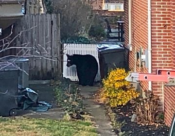 The bear appeared in the alley between two homes in the 1300 block of Clayton St. in Wilmington. (Cris Barrish/WHYY)