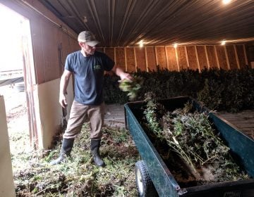 Mitch Shellenberger loads harvested hemp plants into a small trailer so helpers can then line them up to dry on Tuesday, October 29, 2019. (Rachel McDevitt/WITF)