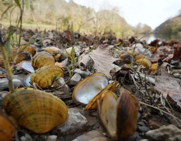 Biologists pile recently dead mussel shells on the edge of the Clinch River after documenting the species' number and type. The smell can get 