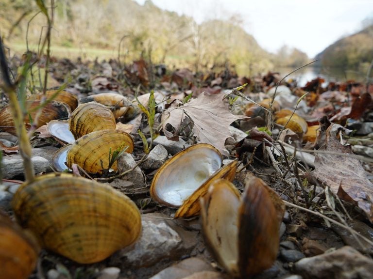 Biologists pile recently dead mussel shells on the edge of the Clinch River after documenting the species' number and type. The smell can get 