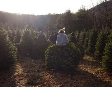 Workers harvest Fraser fir Christmas trees on Joey Clawson’s farm, outside Boone, NC. (Irina Zhorov/For WHYY)