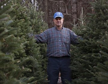 Joey Clawson at one of his Christmas tree stands on the first day of harvest. He grows about 95,000 firs on his operation. (Irina Zhorov for WHYY)