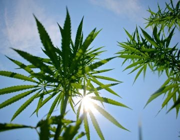 New Jersey was one of the first three states to receive the endorsement of the U.S. Department of Agriculture for hemp production. (Emma Lee/WHYY)