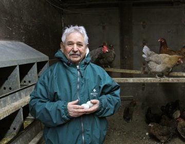 Kazem Nabavi visits the chickens he keeps behind his tire shop in Port Richmond. His animals, including a pony, two peacocks, and ducks, remind him of his childhood in Iran. (Emma Lee/WHYY)