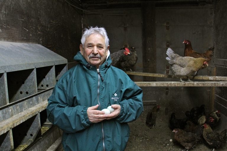 Kazem Nabavi visits the chickens he keeps behind his tire shop in Port Richmond. His animals, including a pony, two peacocks, and ducks, remind him of his childhood in Iran. (Emma Lee/WHYY)
