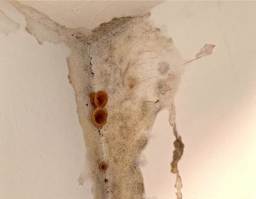 Mold and fungus grow in a home built by Streamline. (Photo provided by homeowner)