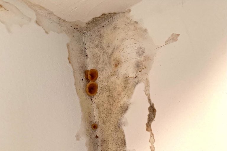 Mold and fungus grow in a home built by Streamline. (Photo provided by homeowner)