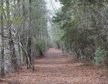 The Pine Barrens of New Jersey is home to just about as many myths as it is trees. (Grant Hill/ for WHYY)