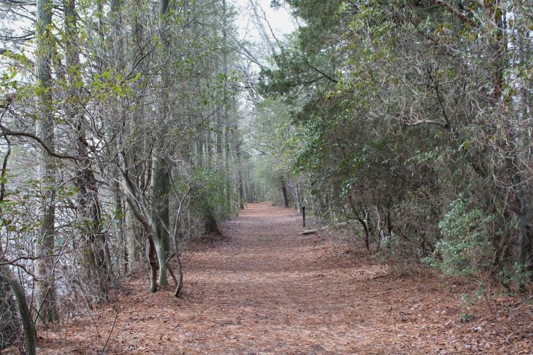 The Pine Barrens of New Jersey is home to just about as many myths as it is trees. (Grant Hill/ for WHYY)