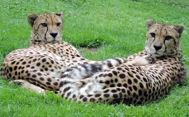 Buju and Beenie, cheetahs at the Cape May County Park and Zoo. (Courtesy of the Cape May County Sheriff's Office)